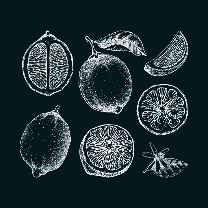 Vintage lime fruit sketches set. Citrus fruit, leaves, flowers. Hand-drawn vector illustration. Exotic plant drawing on chalkboard. Botanical design element. NOT AI-generated
